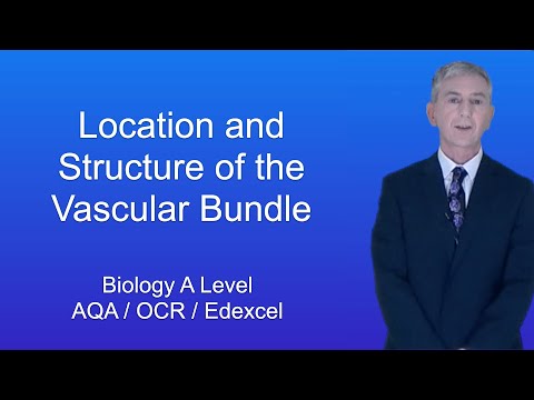 A Level Biology “The Location and Structure of the Vascular Bundle”