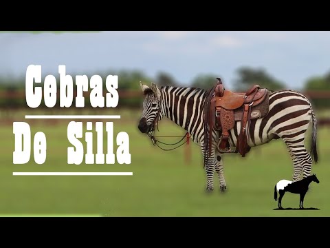 Porque "NO" Se Debe Montar A Las Cebras 🦓🐴-Del Cerro Soy