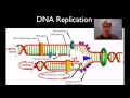 Exploring DNA Structure and Replication