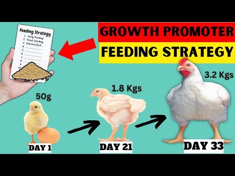 SECRET CHICK FEEDING STRATEGY FOR 35 TIMES MORE WEIGHT GAIN OF DAY-OLD-CHICKS BY DAY 21 | ZERO DEATH