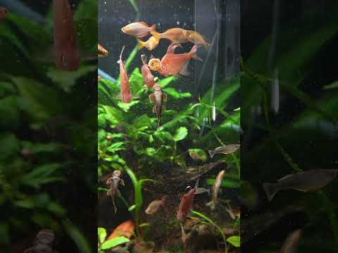 Rainbows Terta Gara and  Loaches #aquarium #fish Feeding o-nip tab to my Melanotaenia Praecox, Melanotaenia Pygmaea,  Garra Flavatra, Hyphessobrycon 