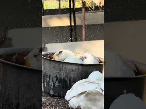 2 feathered friends found a pot so big,it became their private pool #nature #travel #memories #duck
