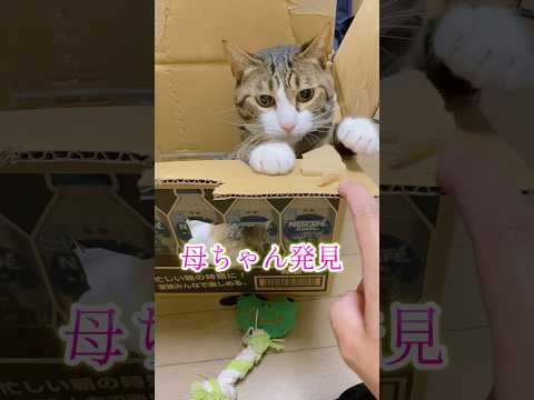 猫の動画サムネイル - 球太の想い出#cats #shorts #球太
