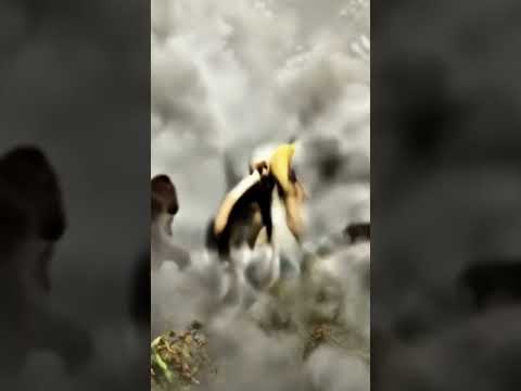 Hilarious Monkey Jokes That’ll Make You Laugh Out Loud! 🐒😂 #MonkeyJokes #funnyanimals