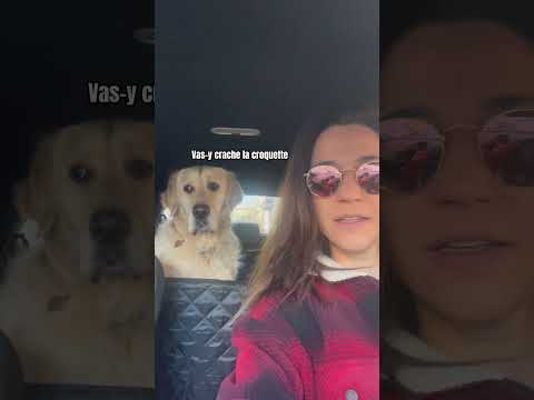 Discussion voiture #dogshorts #dogstory #dogtalk #goldenretriever