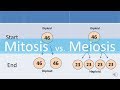Comparing Mitosis and Meiosis Processes