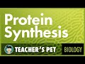 Exploring the Steps of Protein Synthesis