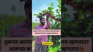 तुमच्या भागात या फळाला काय म्हणतात?आमच्या कडे याला शहतूत म्हणतात😍