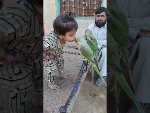 Cute Baby Parate Eliza is in love with her parrot