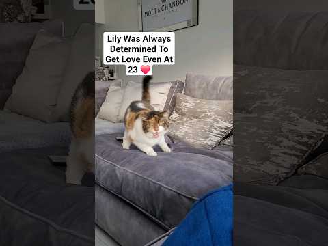 23 Year Old Cat Wants Cuddles With Her Dad