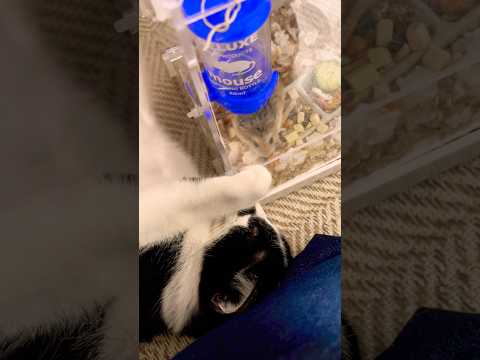 三兄弟朝のご挨拶😺🐹🐹💕#shots #hamster #好きな子猫 #モフ猫 #ハムスター #子ネコ #cat #癒し #キンクマ #ロボロフスキーハムスター #ハチワレ #かわいい 、