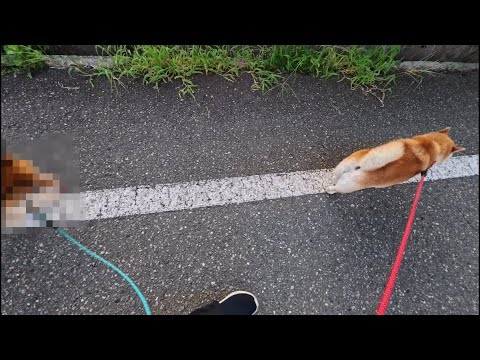 次の世代に伝わるモモさんの遊びの魅力 サムネイル