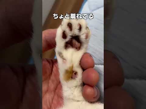 猫の動画サムネイル - 「てねたま」猫あるあるソング #肉球の離れた親指てきな肉球の名前