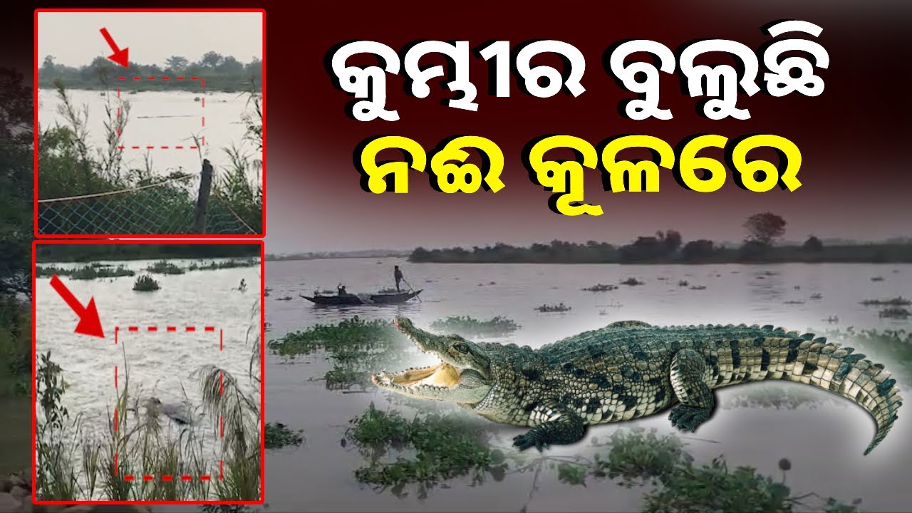 ନଦୀ କୂଳ ଗାଁରେ କୁମ୍ଭୀର ଆତଙ୍କ, ମଇଁଷିକୁ ଖାଇଲା ଭୟରେ ମଣିଷ || Knews Odisha