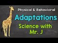 Giraffe Adaptations and Behavior