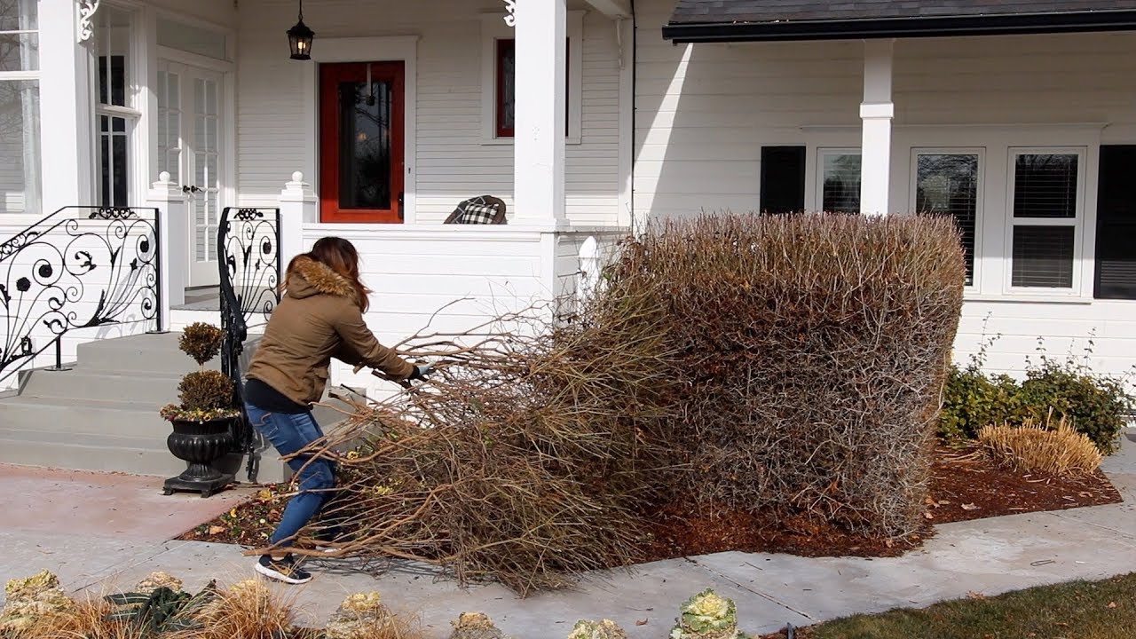 No More Ugly Privet Hedge!