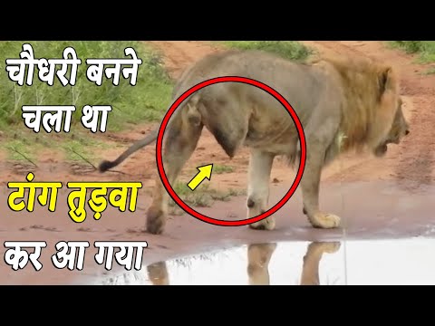 शेर को, मगरमच्छ से पंगा लेना भारी पड़ गया