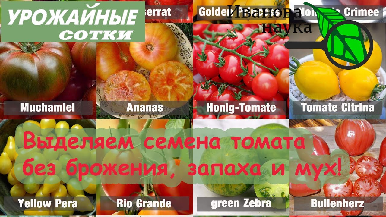 Эти семена томатов гораздо лучше! 5 способов и все работают!