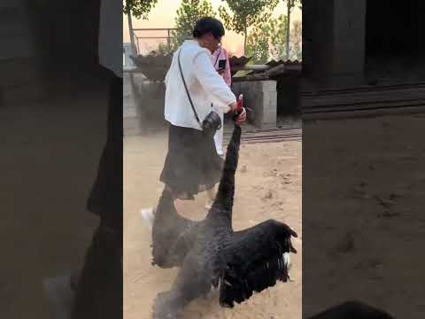 #黑天鹅#养殖不易每天记录
