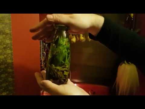 Spider Oil for binding: A witchcraft recipe