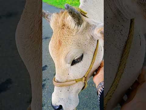 স্কুল জীবনের কথা মনে পড়ে গেল 🌻 #shorts #bangla #vlog #lostlady