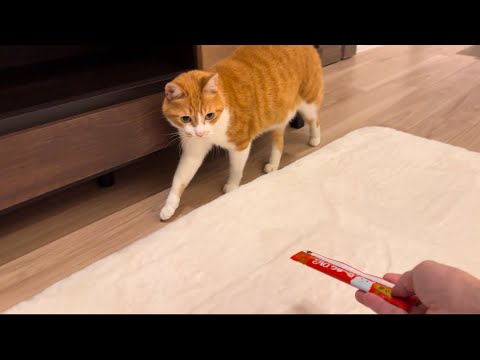 カーペットを嫌う猫をどうにか乗せようと試みる。