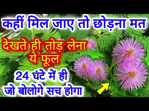छूईमुई/लाजवंती से जुड़े असरदार टोटके// Shy Plant |Touch me not Plant