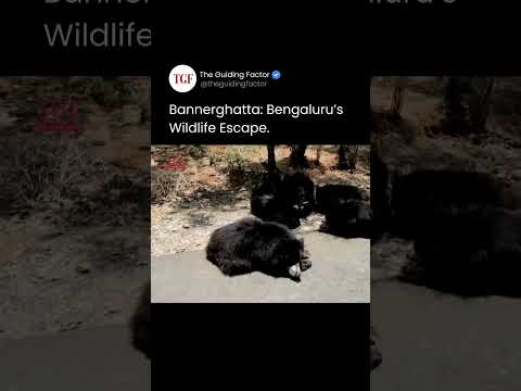 Best Jungle Safari in India !!!