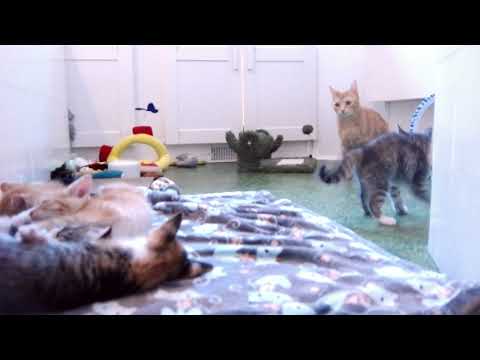 Saxon & Wail silly playtime! June 2025