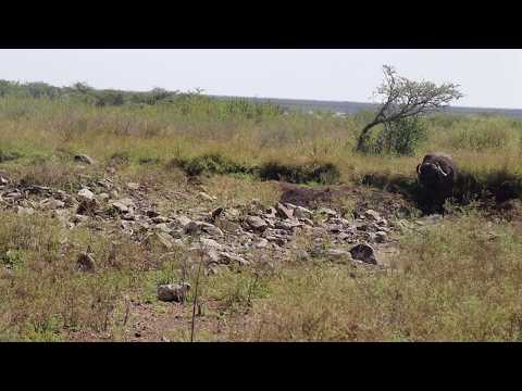 Buffalo unimpressed by lioness and turns his back