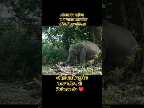 হাতীটোৱে ও নানাচাকৈ থাকিব নোৱাৰিলে ||Hateetuwe u nanachakoi thakibo nuwarile || #loveyouzubeenda 🥰🙏