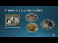 Invasive Species and Conservation in the Bahamas