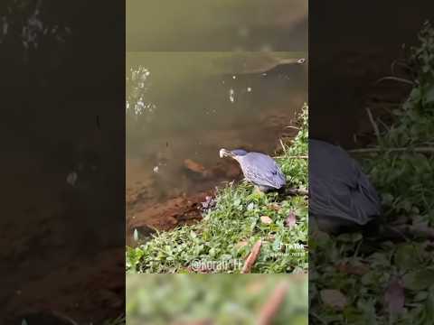 Día de pesca