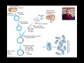 Gene Cloning and Genetic Engineering