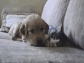 Aww