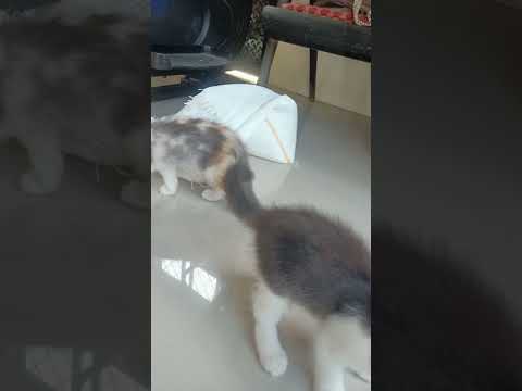 listen🤩🤞#meaw#cat