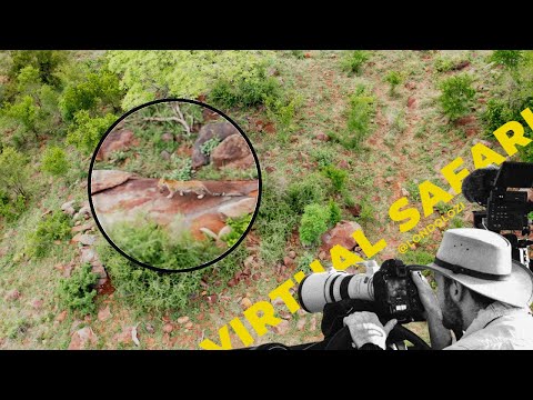 Leopard Moves Her Tiny Cub! And Epic Elephant Encounter! Virtual Safari #251