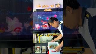 Đi gom cá về chơi #bettasales #ngocdiemaquarium #bettasales
