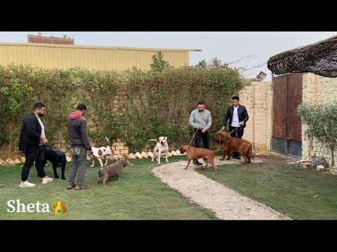 بويكا وسلطان في مزرعة روت وايلر مواجهة قوية مع كلاب كتيررر وكبيرة 😳