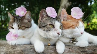 昼顔　のせ猫　250806