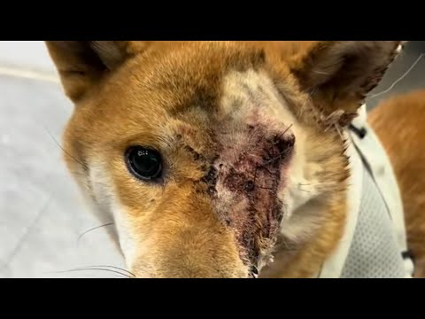 He was in a car accident, his eye exposed, and a couple saved him!