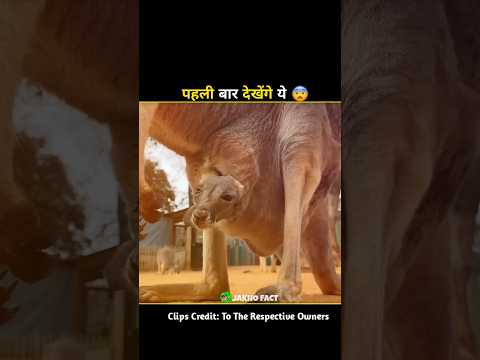 This Is Why Kangaroo Sacrifices His Baby 😱 #shorts #facts #kangaroo #amazingfacts