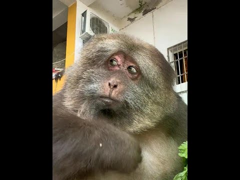 Can you work and pick celery leaves?#独臂猴星星 #monkey #猴子 #animals #cute #小动物