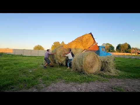 У нас подкидыш. Вот так пополнение. Всю ночь возили сено. Продолжаем строить стены. Жизнь в деревне.