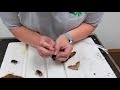 Insect Pinning Techniques and Tips