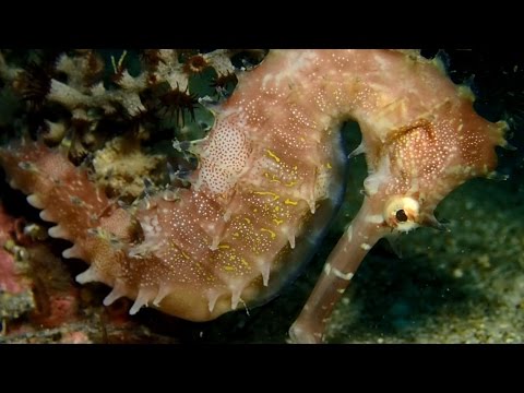 南灣海域珊瑚礁生態系_海馬 - YouTube
