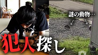 庭に謎のフン…防犯カメラでその正体を突き止める‼️