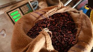 YouTube video thumbnail: Disappointment as Ivory Coast Keeps Cocoa Price Unchanged