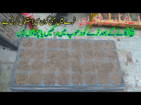 Seed Starter Expert Shares Top Picks for Tray Planting | Kitchen gardening