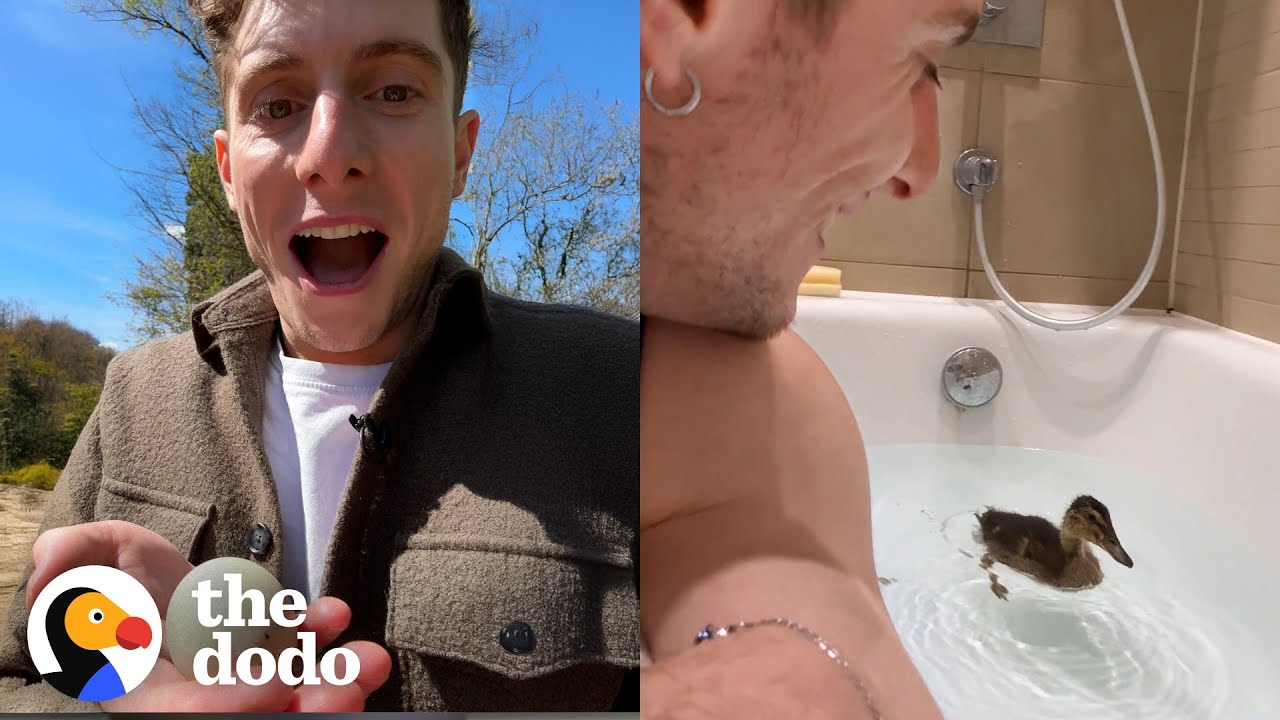 Man Finds Mysterious Egg In The Center Of London - The Dodo